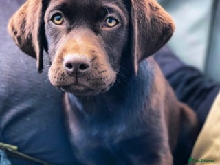 Labrador Retriever dogs ⭐️⭐️⭐️⭐️⭐️ CHOCOLATE KC REG VET CHECKED, 1ST VAC - Advert 6