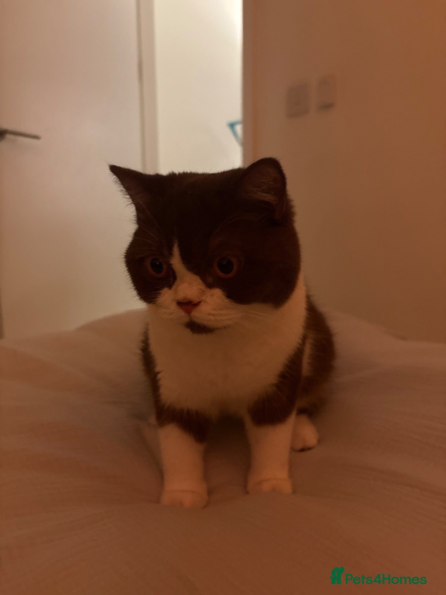 British Shorthair cats Bicolour British shorthair (brown and white) - Advert 4