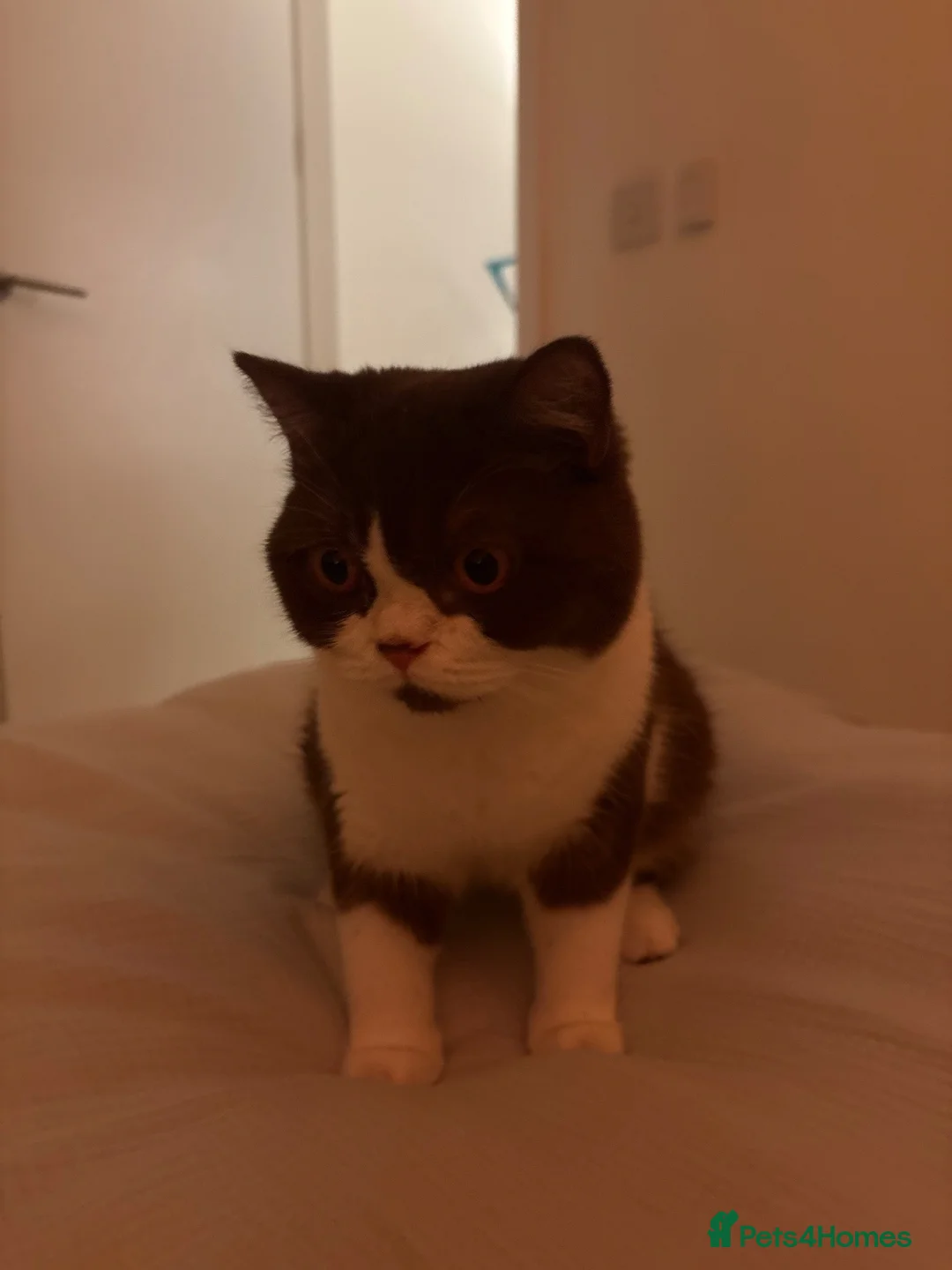 British Shorthair cats for sale: Bicolour British shorthair (brown and white) - Advert 1