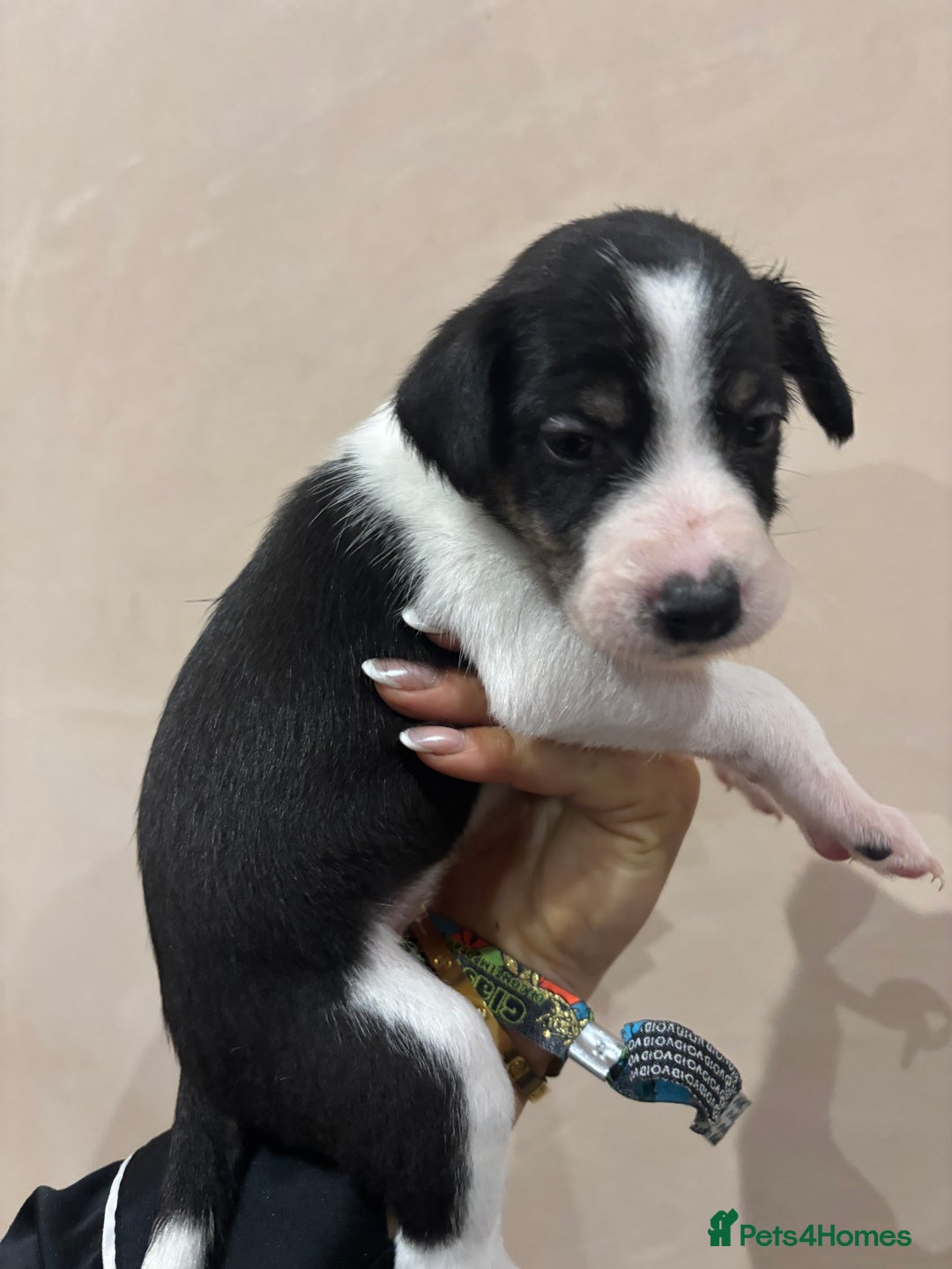 Mixed Breed dogs for sale: Collie Whippet Puppies - Image 7