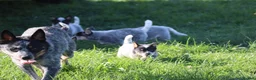 Australian Cattle Dog dogs for sale: 4 male Australian cattle dogs in Marlborough - Advert 1