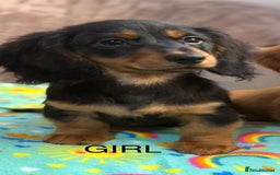 Dachshund dogs for sale: Dachshunds - Image 5