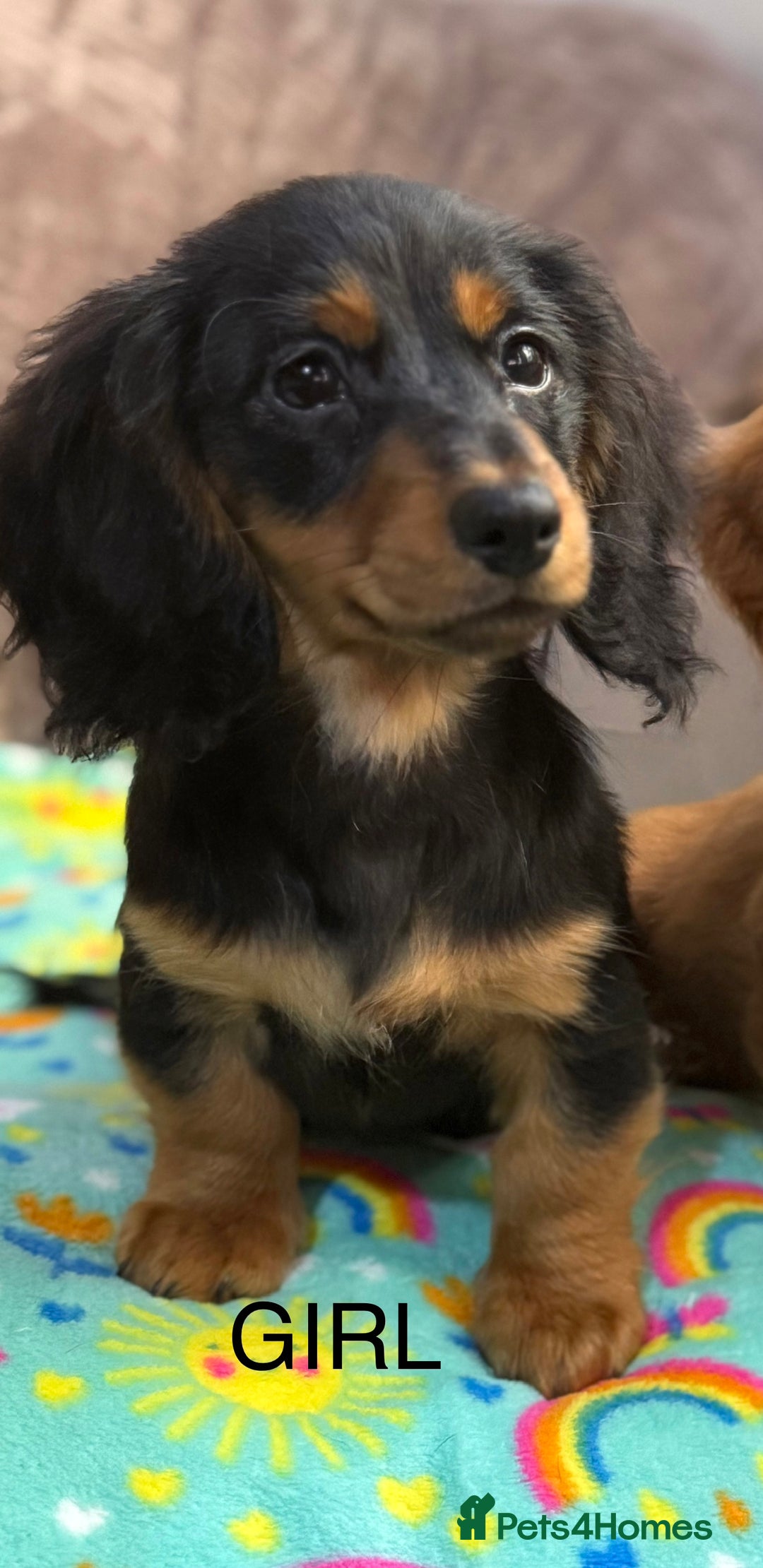 Dachshund dogs for sale: Dachshunds - Image 5