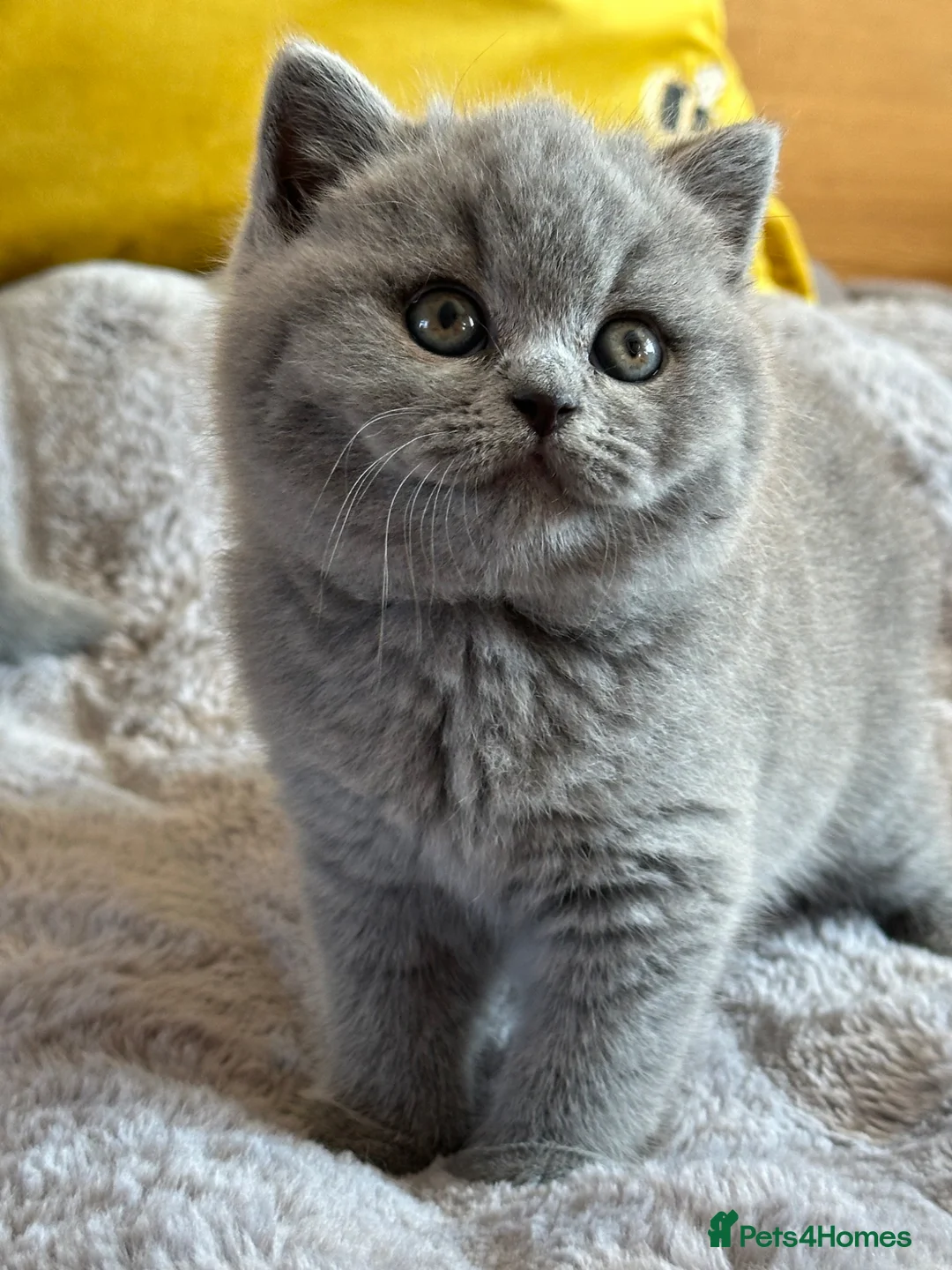 British Shorthair cats for sale: Gccf registered kittens  - Advert 1