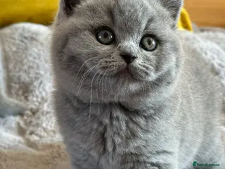British Shorthair cats for sale: Gccf registered kittens - Advert 3