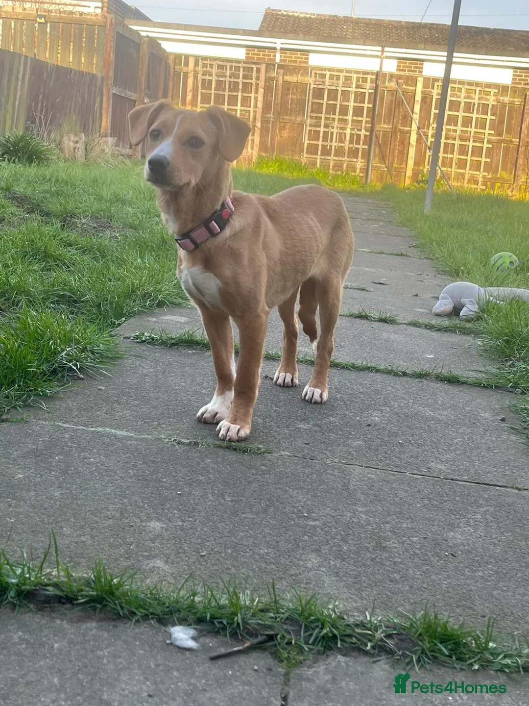 Mixed Breed dogs for adoption: Pollie 🌸 in Whitley Bay - Advert 4