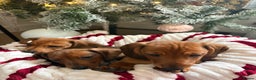 Dachshund dogs for sale: Beautiful dachshunds ready to leave now - Advert 3