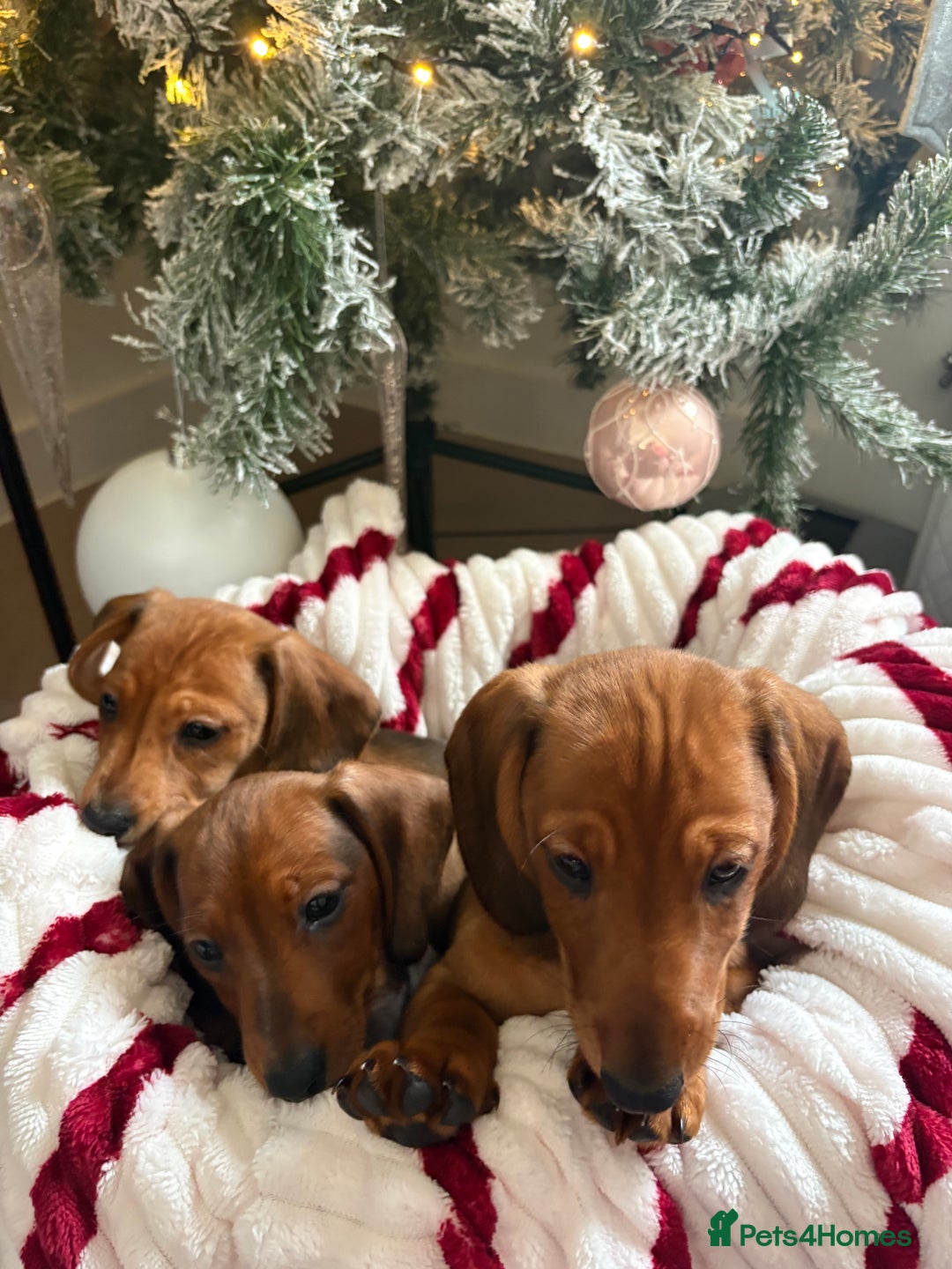 Dachshund dogs for sale: Beautiful dachshunds ready to leave now - Advert 3