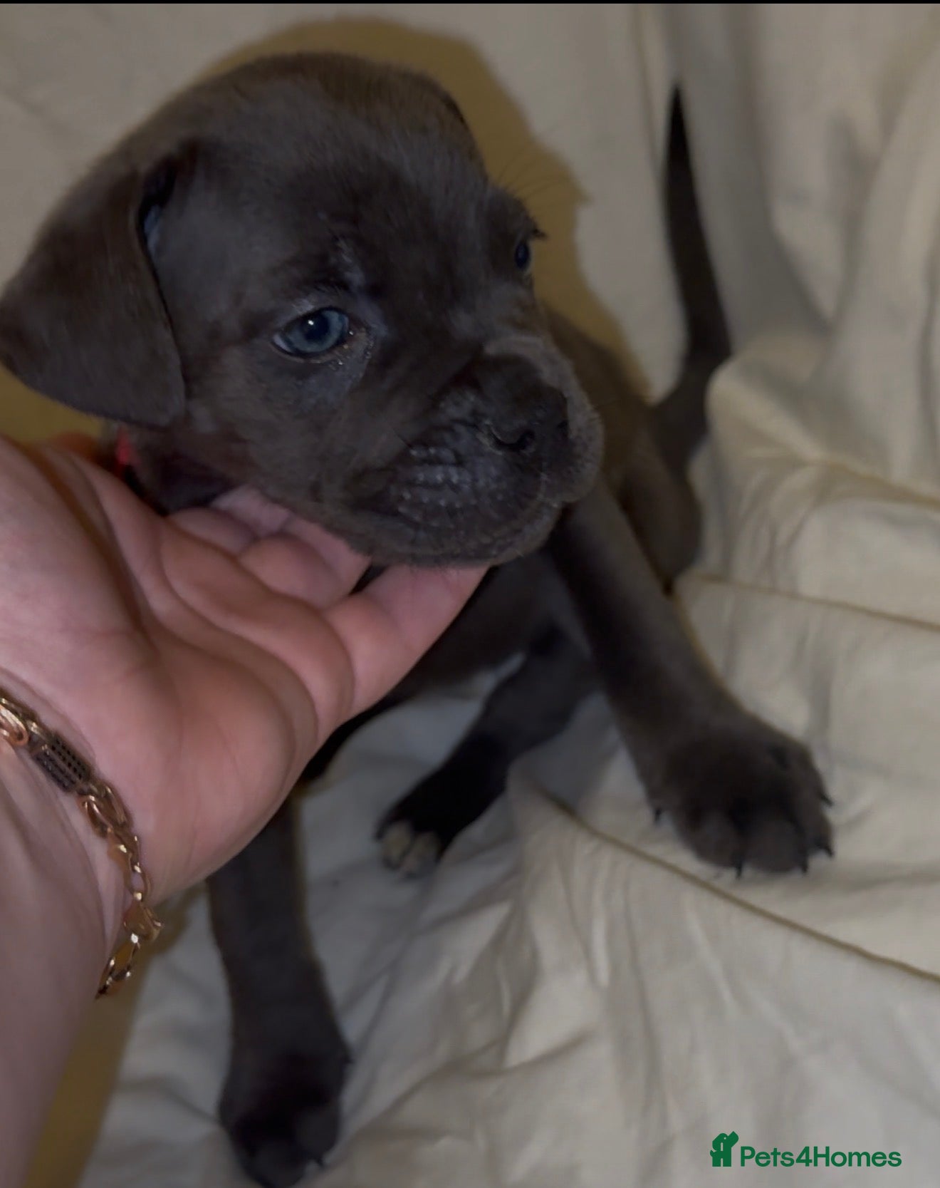 Cane Corso dogs ICF/ICCF Champion 6th GENERATION Cane Corso pups - Advert 4