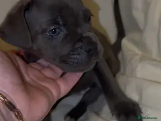 Cane Corso dogs ICF/ICCF Champion 6th GENERATION Cane Corso pups - Advert 4