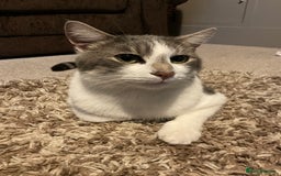 Domestic Shorthair cats for sale: Milo  - Image 1
