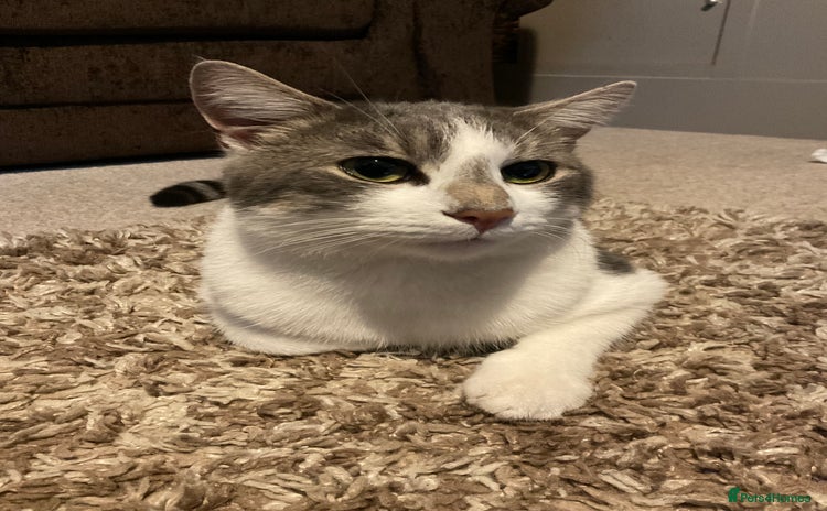 Domestic Shorthair cats - Advert 4