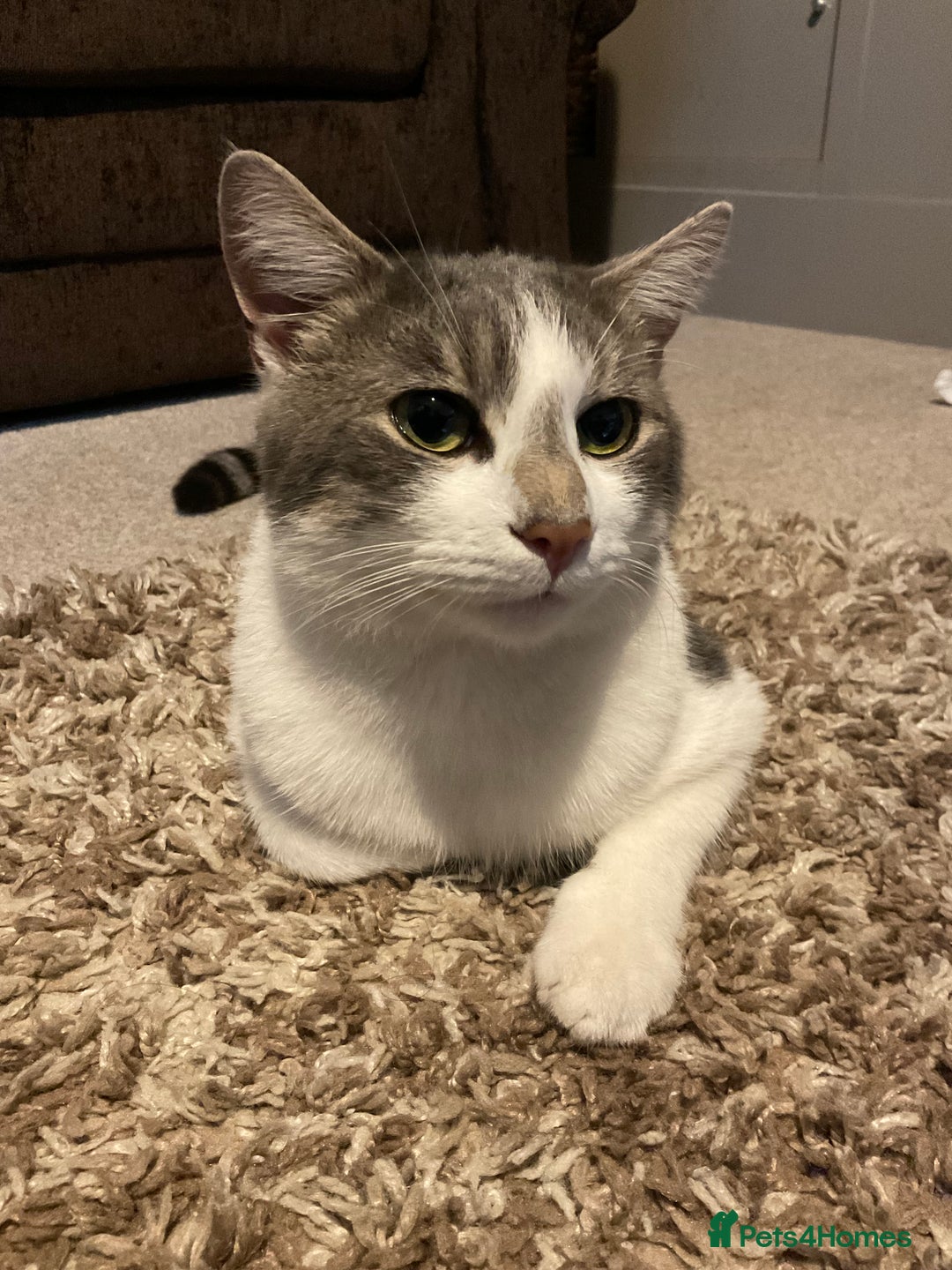 Domestic Shorthair cats for sale: Milo  - Image 1