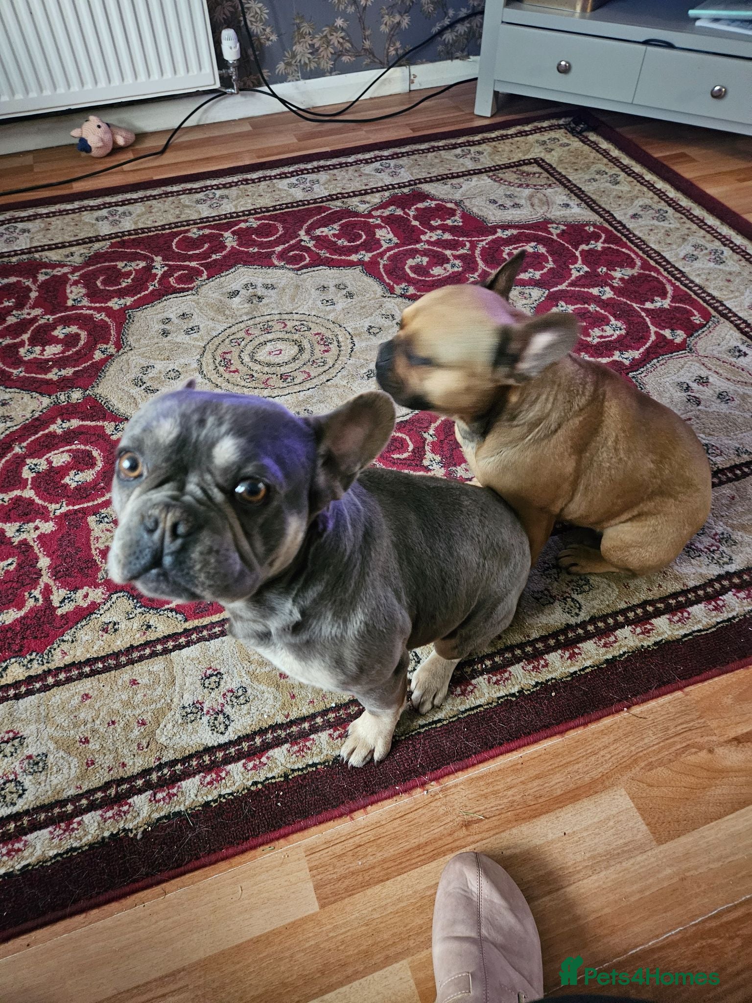 French Bulldog dogs French bulldogs - Advert 1