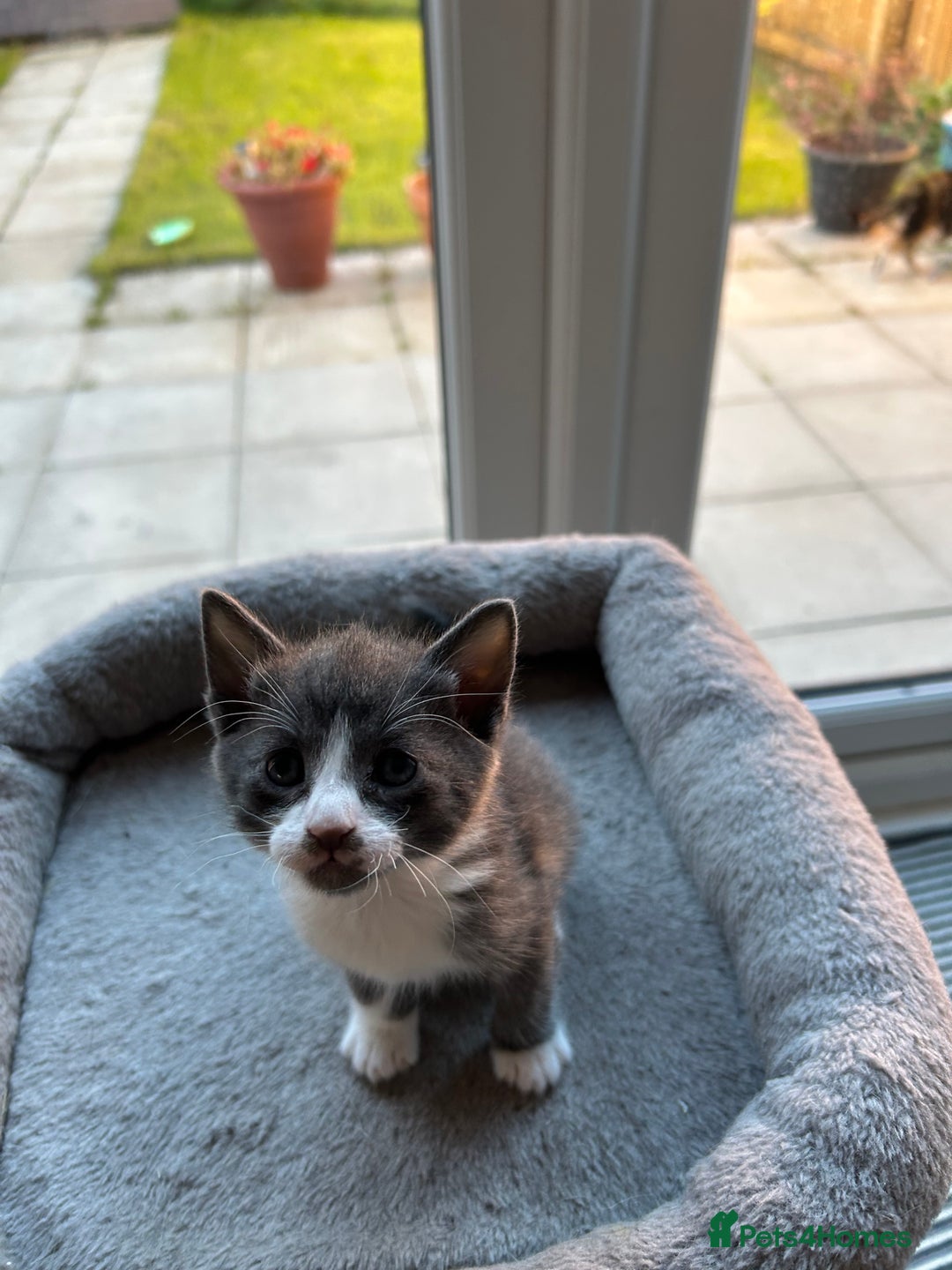 Siamese cats for sale: Siamese Cross Kittens - Image 5