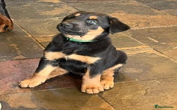 Mixed Breed dogs for sale: Belgian Malinois X Dobermann in Cheltenham - Image 6
