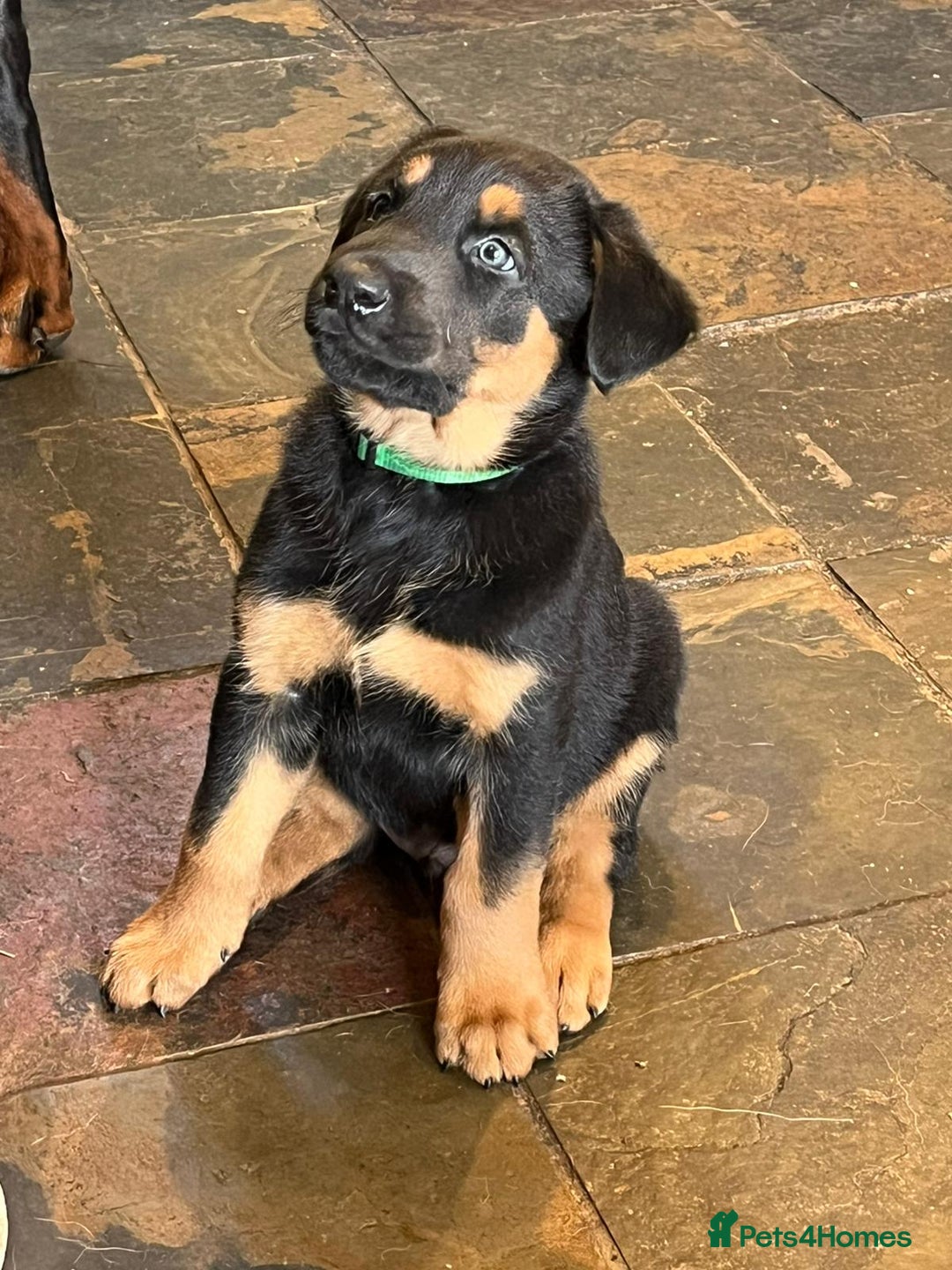 Mixed Breed dogs for sale: Belgian Malinois X Dobermann in Cheltenham - Image 6