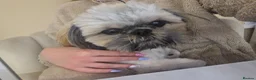 Shih Tzu dogs for sale: Little puppies are looking for lovely home - Advert 16