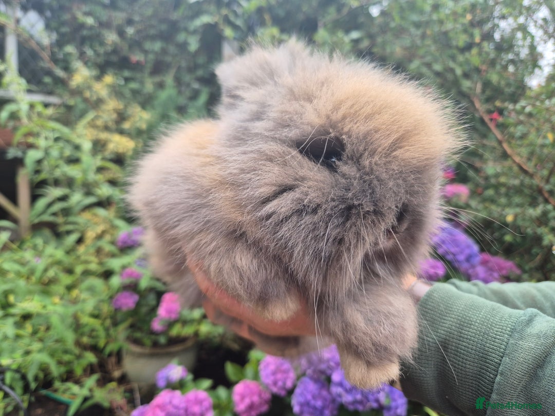 Angora rabbits for sale: 🧡Angora girlie💗- imported parents 💖  - Image 4