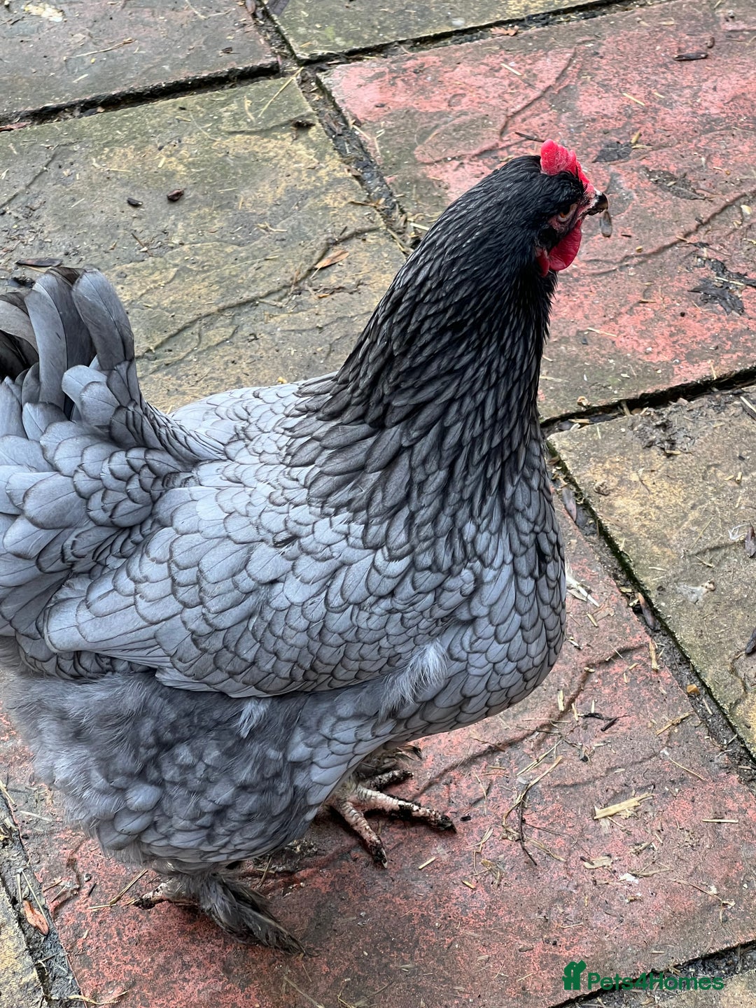 Chickens poultry for sale: Few super breed laying hens for sale  - Advert 3