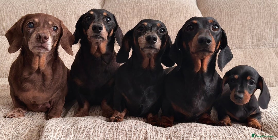 Miniature Dachshund dogs for sale: Ready for forever sofas! 3 Stunning KC reg puppies - Image 8