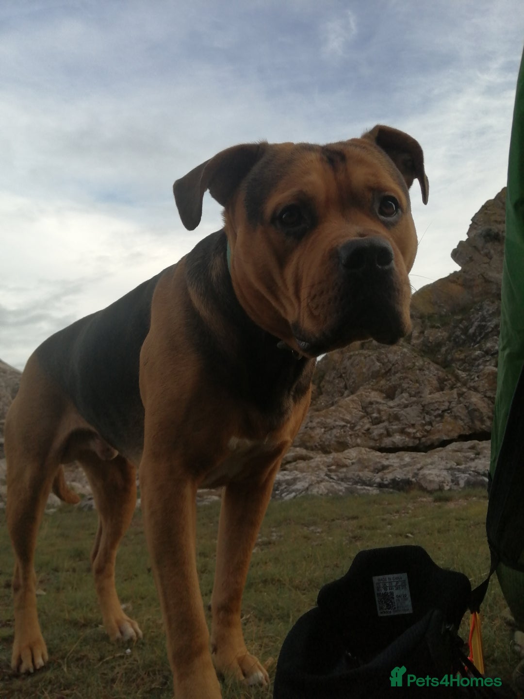 Gallery Image {{count}}