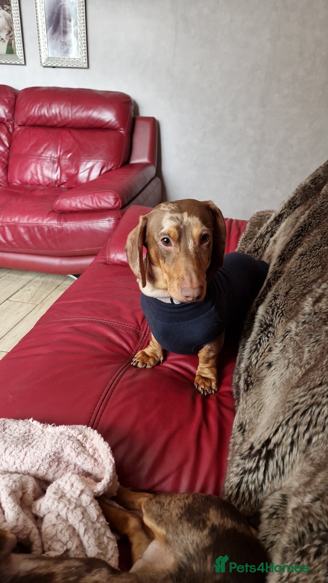 Miniature Dachshund dogs for sale: Tiny Timothy needs a new knee to snuggle up on  - Advert 4