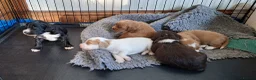 Cockapoo dogs for sale: Gorgeous litter of F1 Cockapoo pups  - Advert 7