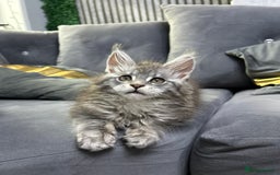 Maine Coon cats for sale: Maine Coon kitten  - Image 6
