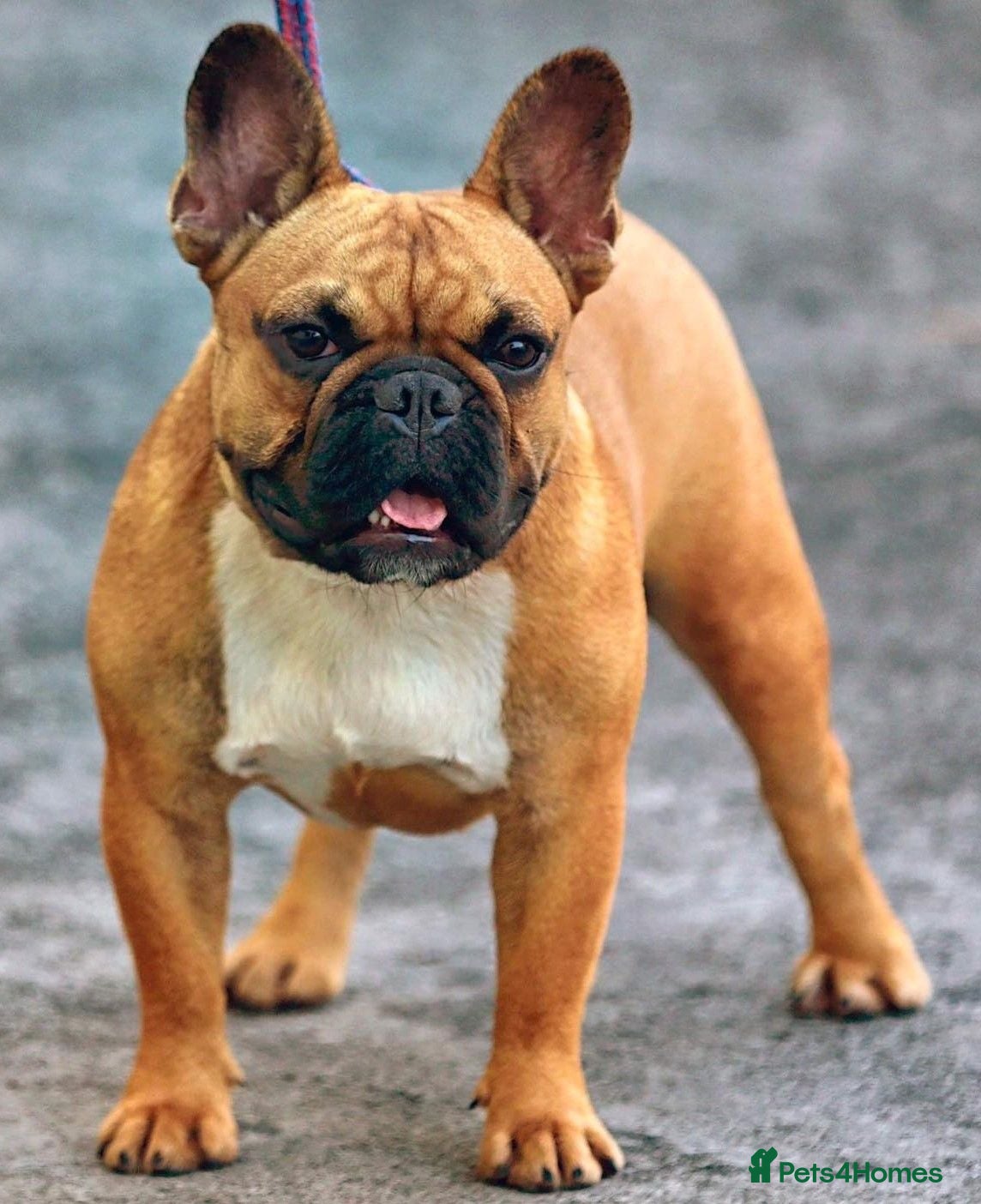 French Bulldog dogs Champion Imported French Bulldog Available at Stud - Advert 1
