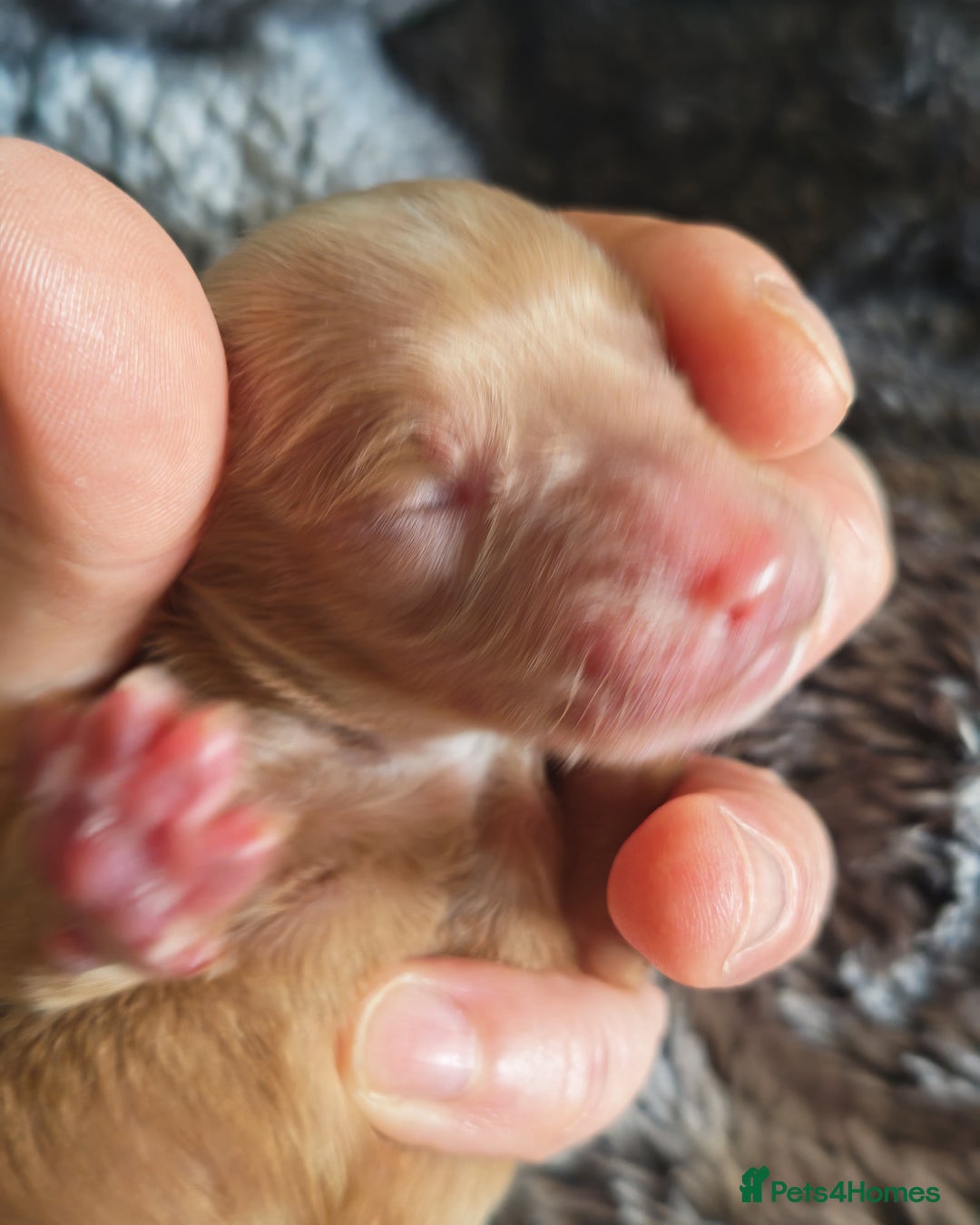 Cockapoo dogs for sale: Cockapoos F1 DNA Health tested patents - Advert 28