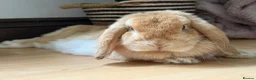 Mini Lop rabbits for sale: Mini Lionlop bunnies  - Advert 17