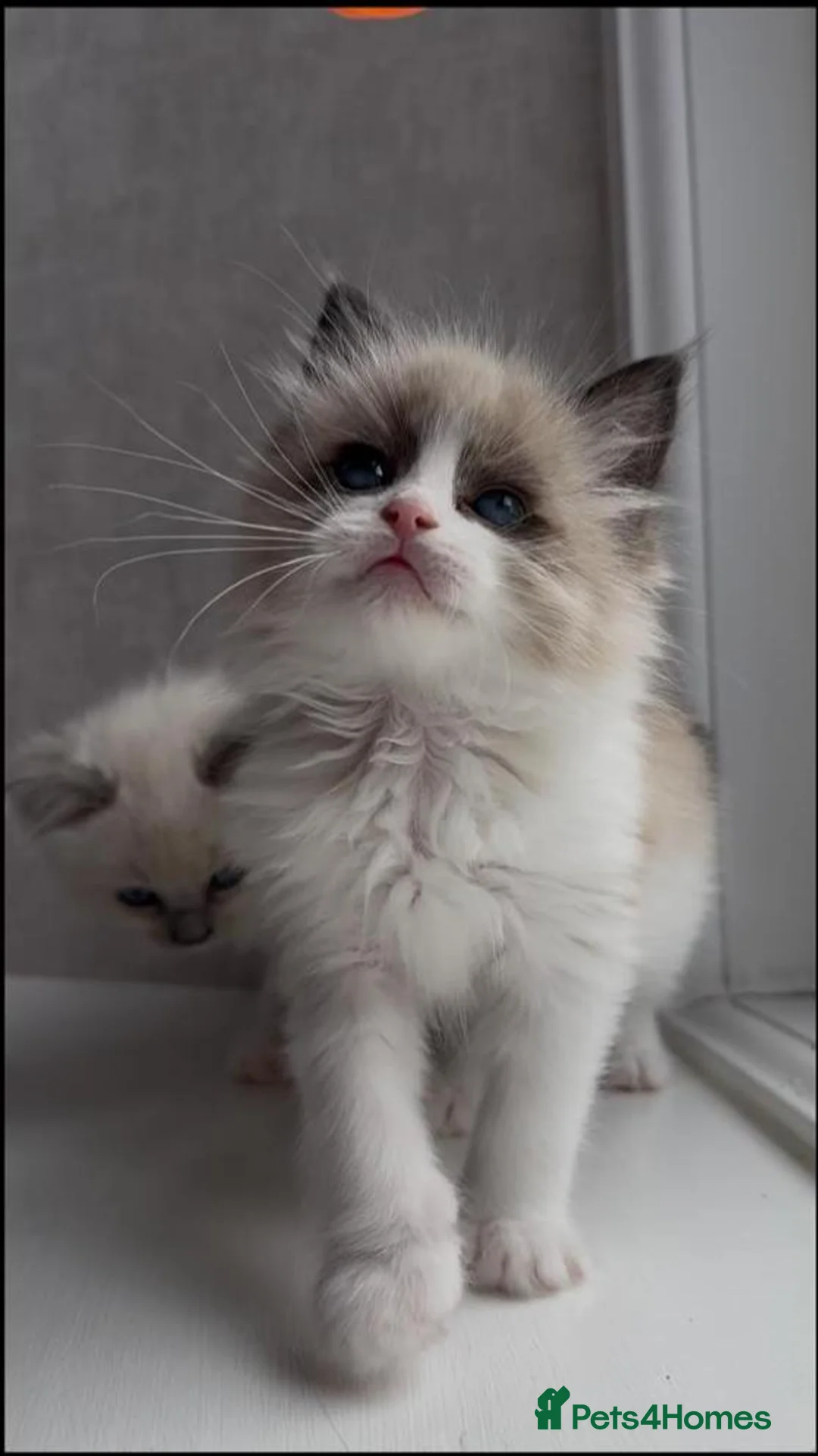 Ragdoll cats for sale: Stunning Ragdoll Kittens blue seal bicolour  - Advert 2