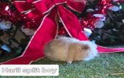 Mini Lop rabbits for sale: Pure mini lop babies  - Advert 10