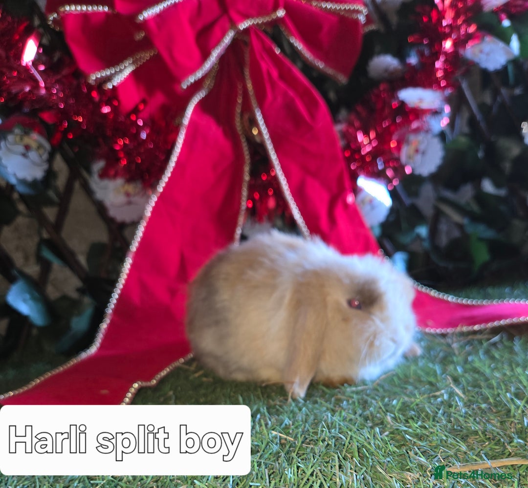 Mini Lop rabbits for sale: Pure mini lop babies  - Advert 10