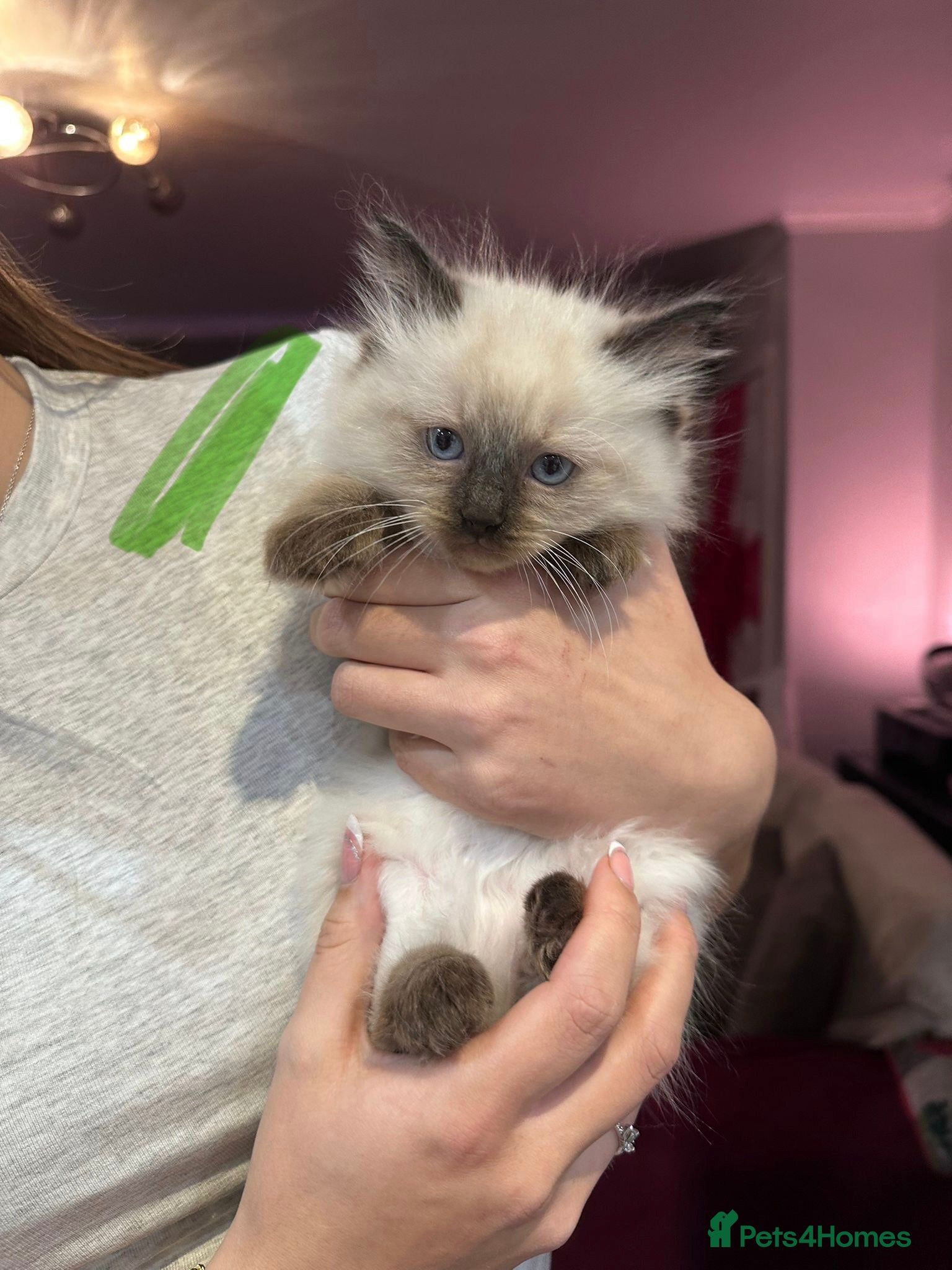 Ragdoll cats Ragdoll kittens available for sale - Advert 1