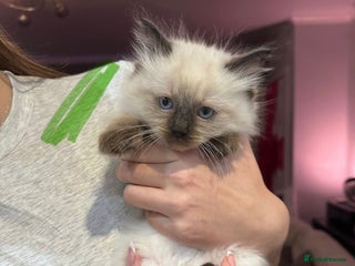 Ragdoll cats Ragdoll kittens available for sale - Advert 1