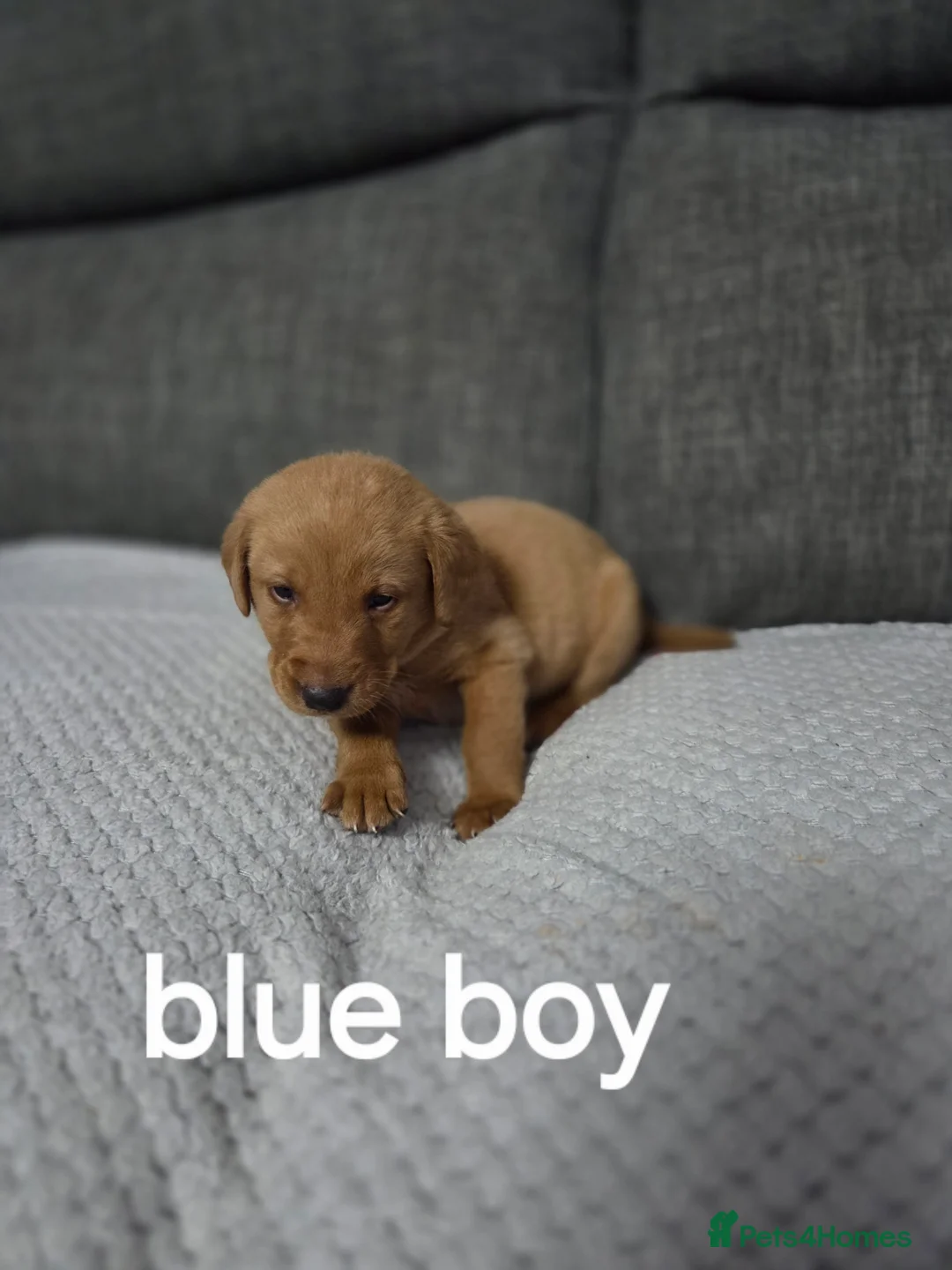 Labrador Retriever dogs for sale: Red fox labradors - Advert 7