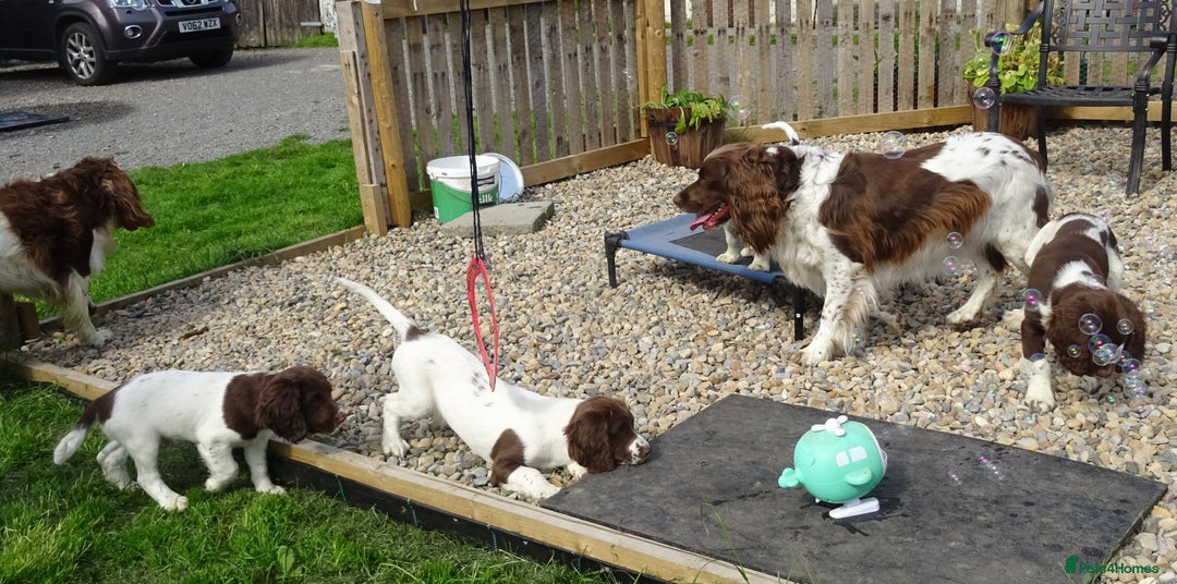 English Springer Spaniel dogs for sale: English Springer Spaniel Puppy 2 - English Springer Spaniel Puppies - Image 23