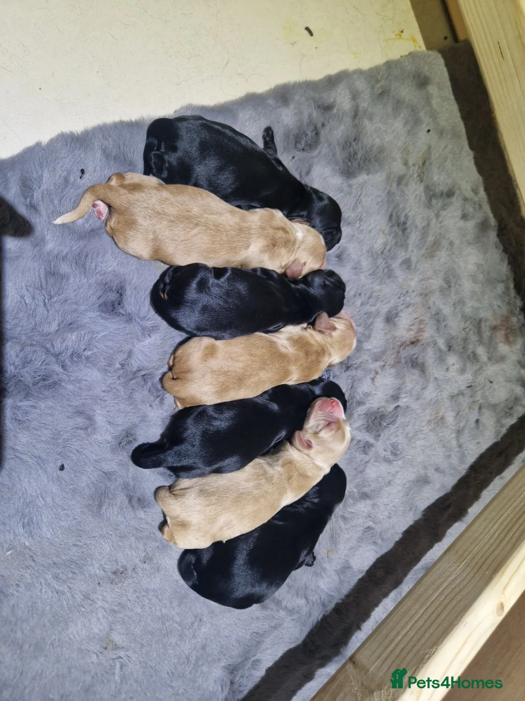 Cocker Spaniel dogs for sale: Working Cocker Spaniel Puppies – Ready 5th Sept - Advert 1