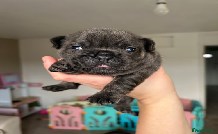 French Bulldog dogs - Advert 17