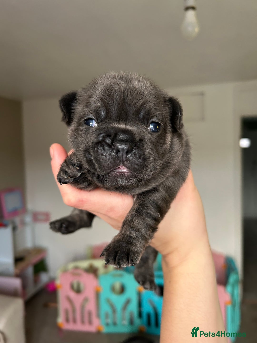 French Bulldog dogs for sale: LILAC TAN FRENCH BULLDOG PUPPY L4/L4 FLUFFY💪🏻⭐️ - Advert 1