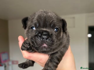 French Bulldog dogs LILAC TAN FRENCH BULLDOG PUPPY L4/L4 FLUFFY💪🏻⭐️ - Advert 4