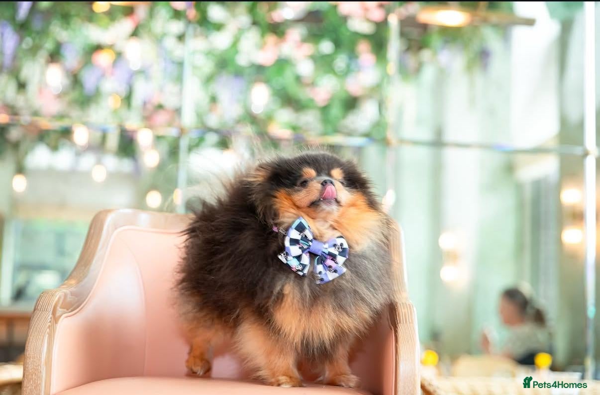 Pomeranian dogs Exclusive show type KC blue and tan stud  - Advert 23
