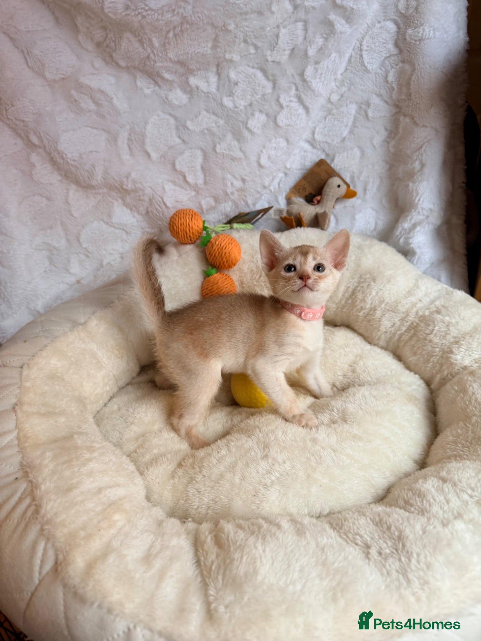 Abyssinian cats for sale: 🏆✨ CHAMPION Silver Cinnamon  Abyssinian  ✨🏆❤️ - Advert 15