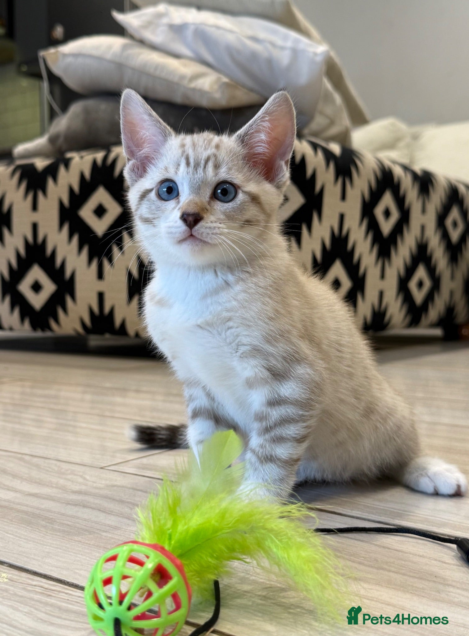 Bengal cats Stunning Snow Bengal Kittens – Blue Eyes 💙 - Advert 2
