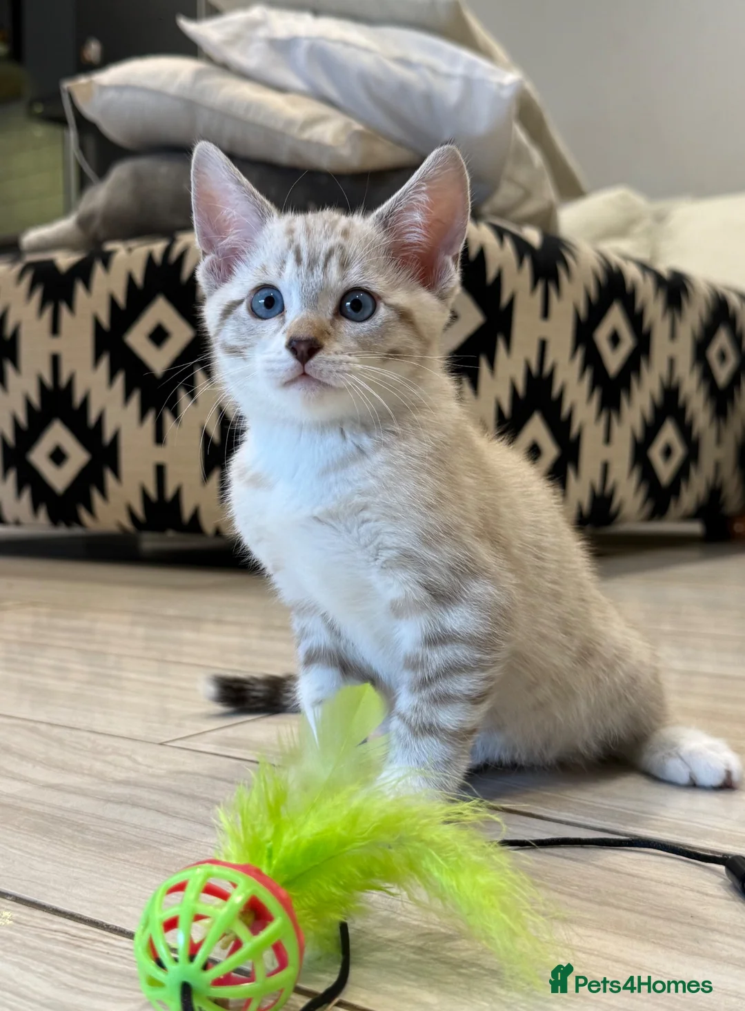 Bengal cats for sale: Stunning Snow Bengal Kittens – Blue Eyes 💙 - Advert 1