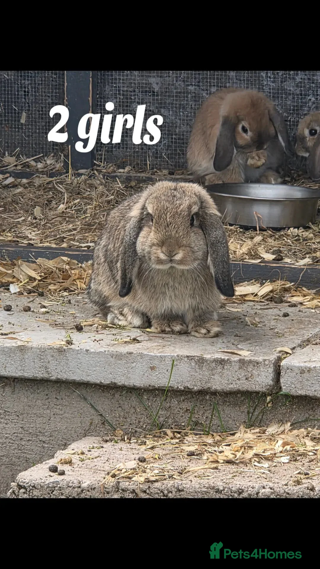 Mini Lop rabbits for sale: Mini Lops - Advert 2
