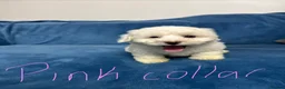 Bichon Frise dogs for sale: 6 Beautiful bichon frise puppies 🐶  in Doncaster - Advert 17
