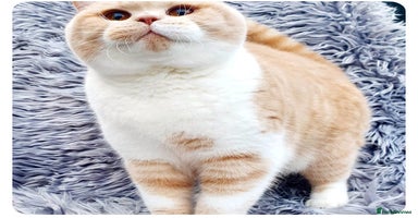 British Shorthair cats in Sheerness - Advert 7